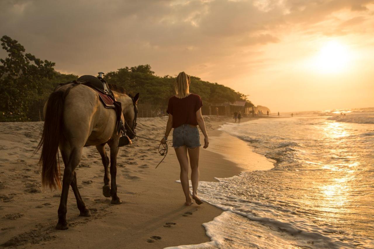 Dreamer Palomino Luaran gambar
